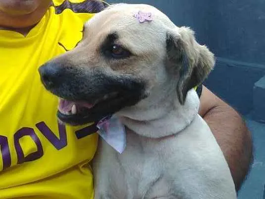 Cachorro ra a Viralata idade 2 anos nome Amora