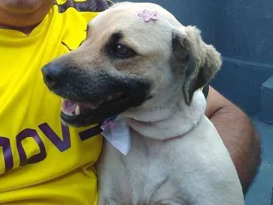 Cachorro ra a Viralata idade 2 anos nome Amora