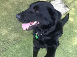 Cachorro raça SRD idade 4 anos nome Negão