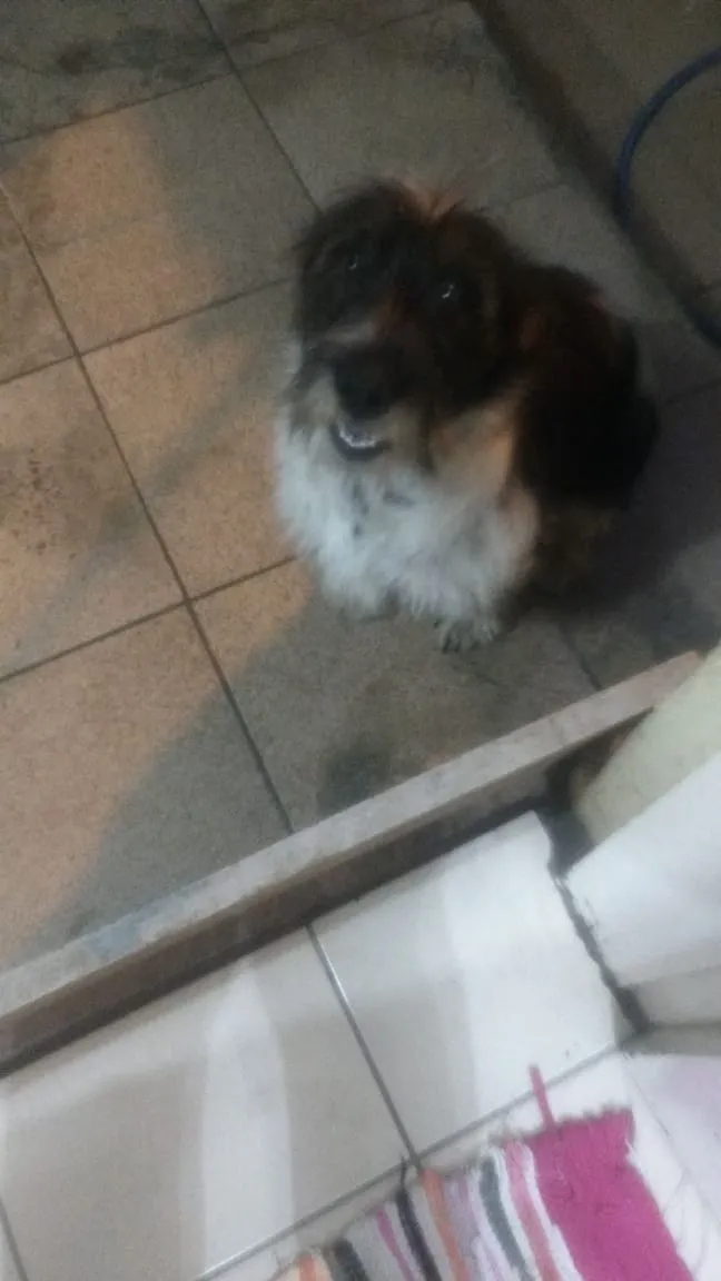 Cachorro ra a Não tem idade 2 a 6 meses nome Liz