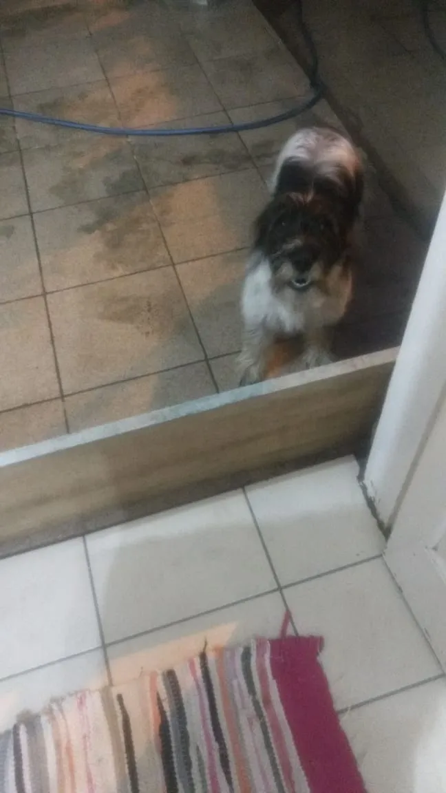 Cachorro ra a Não tem idade 2 a 6 meses nome Liz