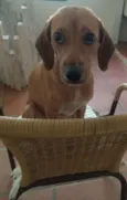 Belinha