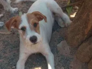 Cachorro raça Estopinha idade 2 a 6 meses nome Charlie