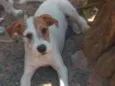 Charlie