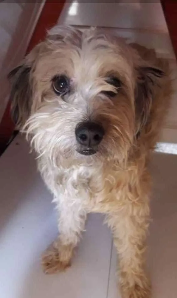 Cachorro ra a SRD idade 2 anos nome Bianca