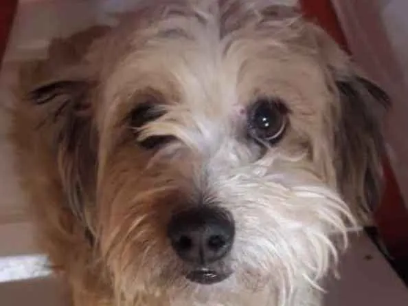 Cachorro ra a SRD idade 2 anos nome Bianca