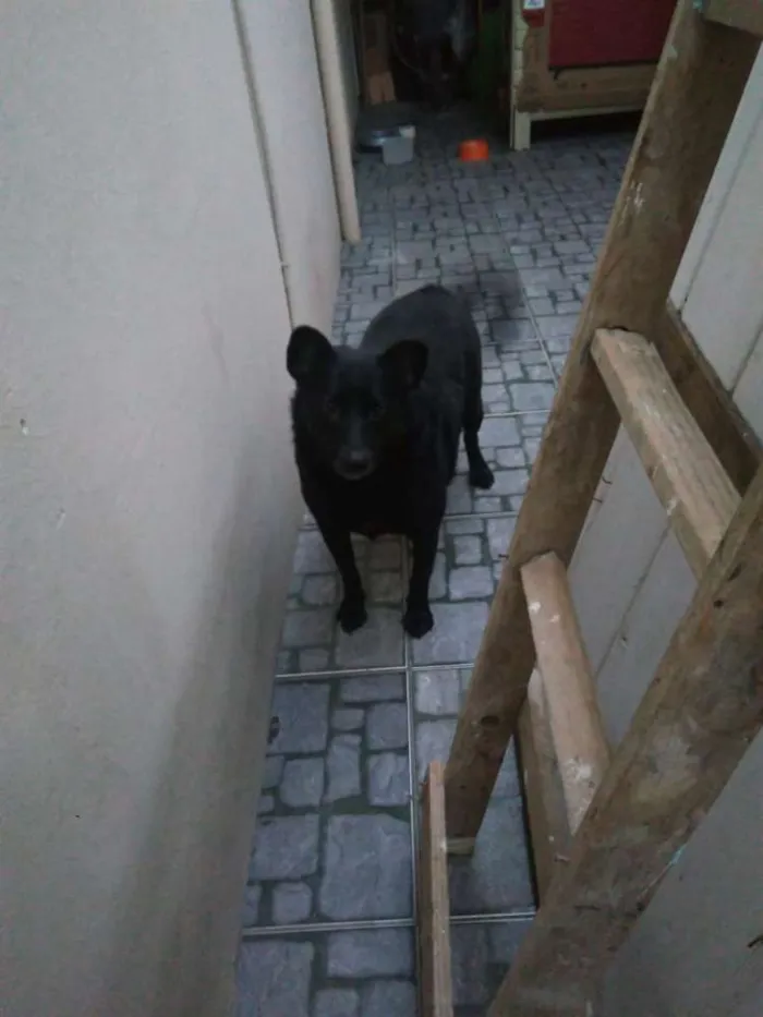 Cachorro ra a  idade 2 anos nome Pretinha