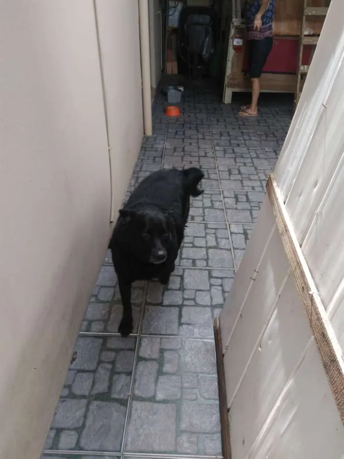 Cachorro ra a  idade 2 anos nome Pretinha