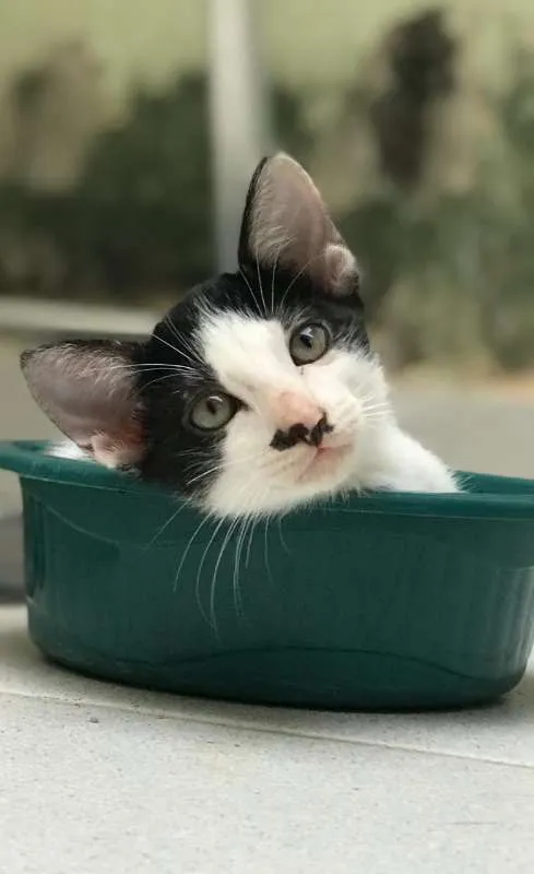 Gato ra a SRD idade 2 a 6 meses nome Batman