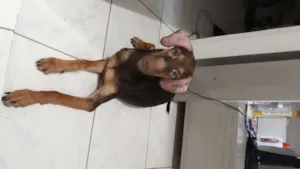 Cachorro raça Srd idade 2 a 6 meses nome Gelatina