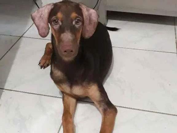 Cachorro raça Srd idade 2 a 6 meses nome Gelatina