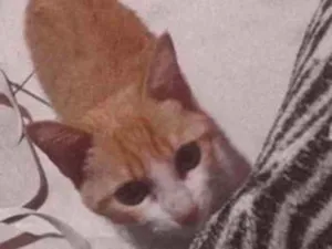 Gato raça  idade 7 a 11 meses nome Valentina 