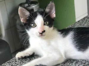 Gato raça SRD idade 2 a 6 meses nome Batman