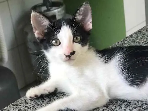 Gato ra a SRD idade 2 a 6 meses nome Batman