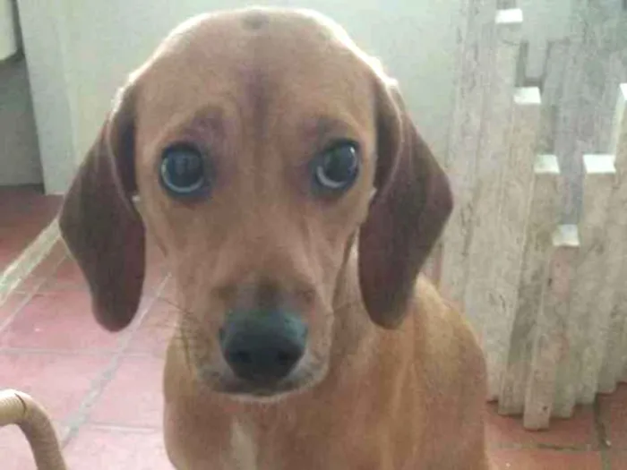 Cachorro ra a SRD idade 1 ano nome Belinha