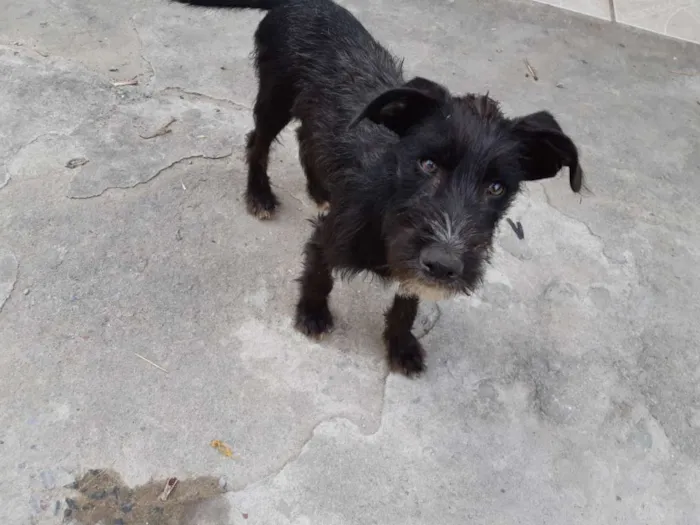 Cachorro raça SRD idade 2 a 6 meses nome Bartho