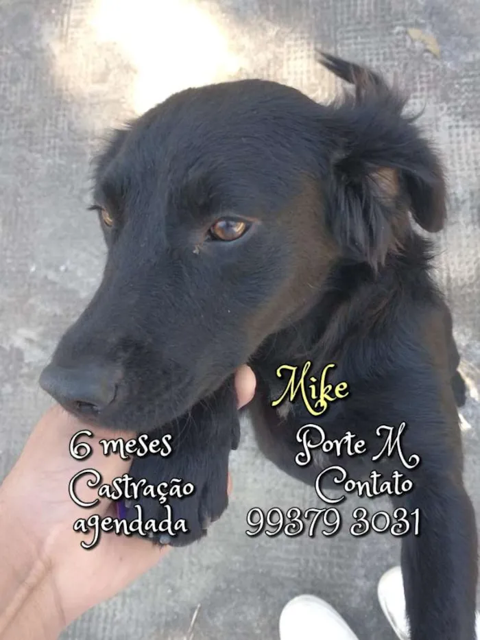 Cachorro raça SRD idade 2 a 6 meses nome Mike