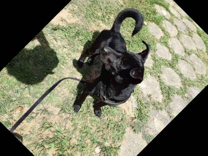 Cachorro raça SRD idade 1 ano nome Oscar