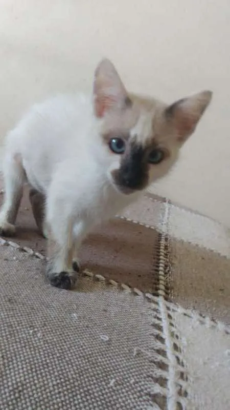 Gato ra a SRD idade 2 a 6 meses nome Titica