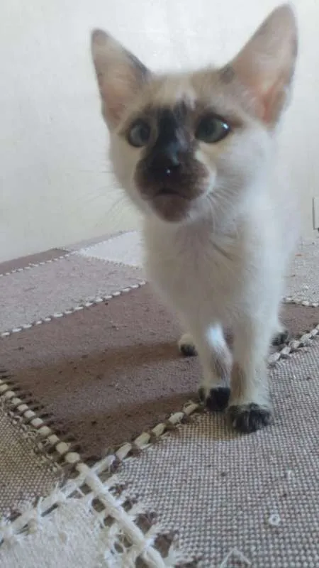 Gato ra a SRD idade 2 a 6 meses nome Titica