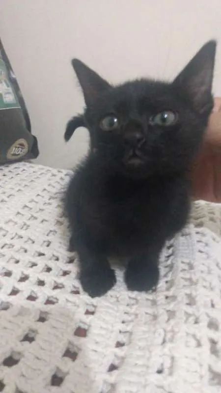 Gato ra a SRD idade 2 a 6 meses nome Athena