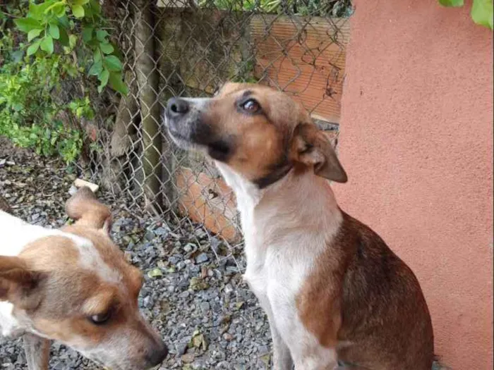 Cachorro raça SRD idade 7 a 11 meses nome Síria 