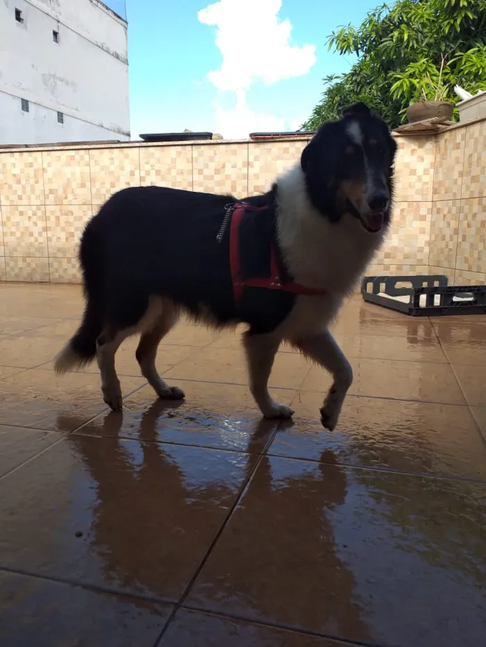 Cachorro ra a Boder collie  idade 5 anos nome Lassie
