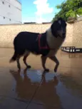 Lassie