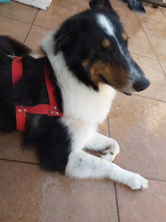 Cachorro ra a Boder collie  idade 5 anos nome Lassie