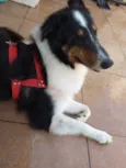 Lassie