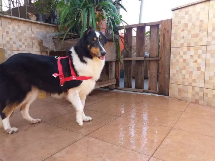 Cachorro ra a Boder collie  idade 5 anos nome Lassie