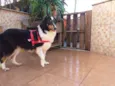Lassie