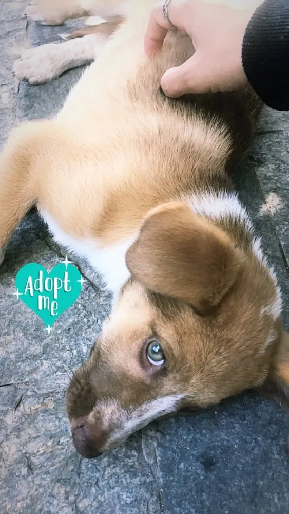 Cachorro ra a Raça não definida  idade 2 a 6 meses nome Mel