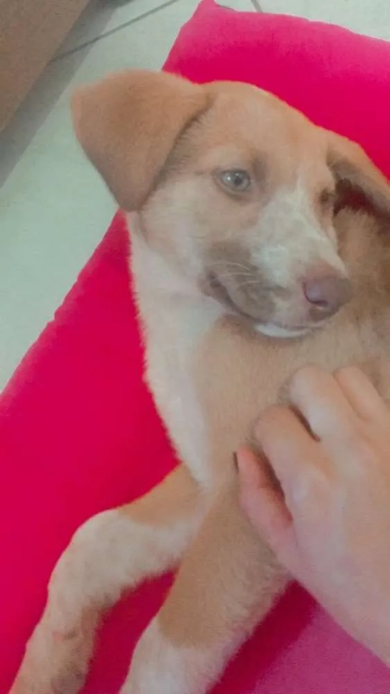 Cachorro ra a Raça não definida  idade 2 a 6 meses nome Mel