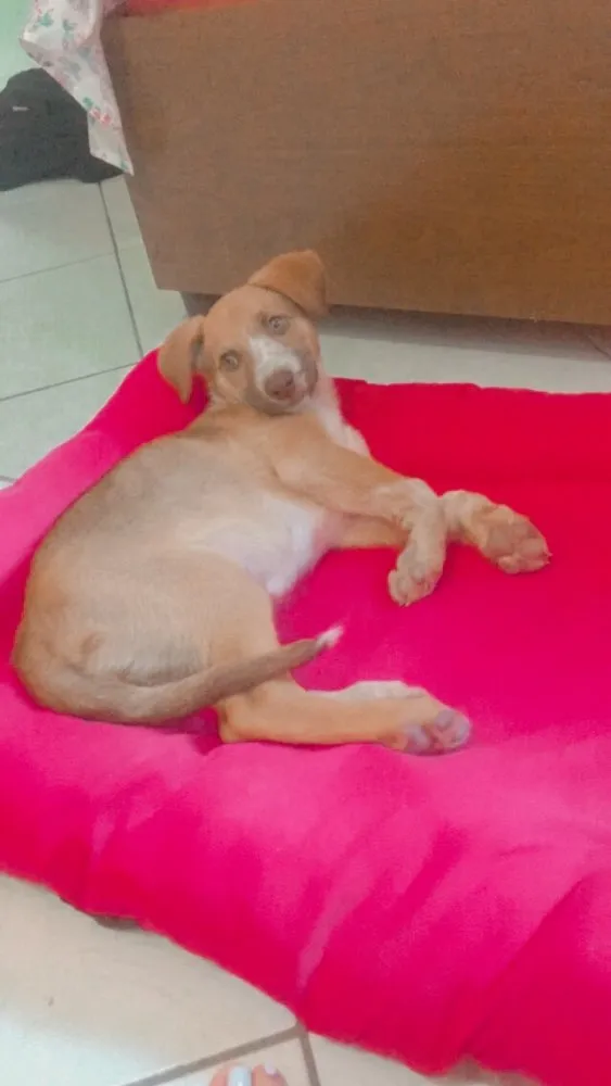 Cachorro ra a Raça não definida  idade 2 a 6 meses nome Mel