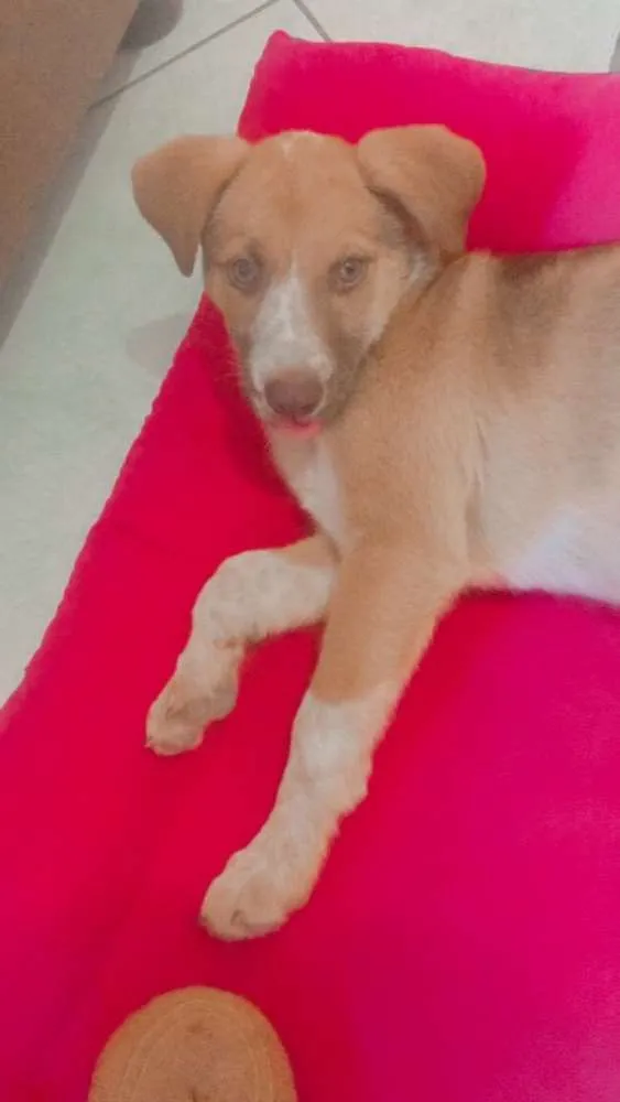 Cachorro ra a Raça não definida  idade 2 a 6 meses nome Mel