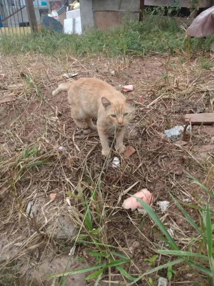 Gato ra a SRD idade 1 ano nome Alemão