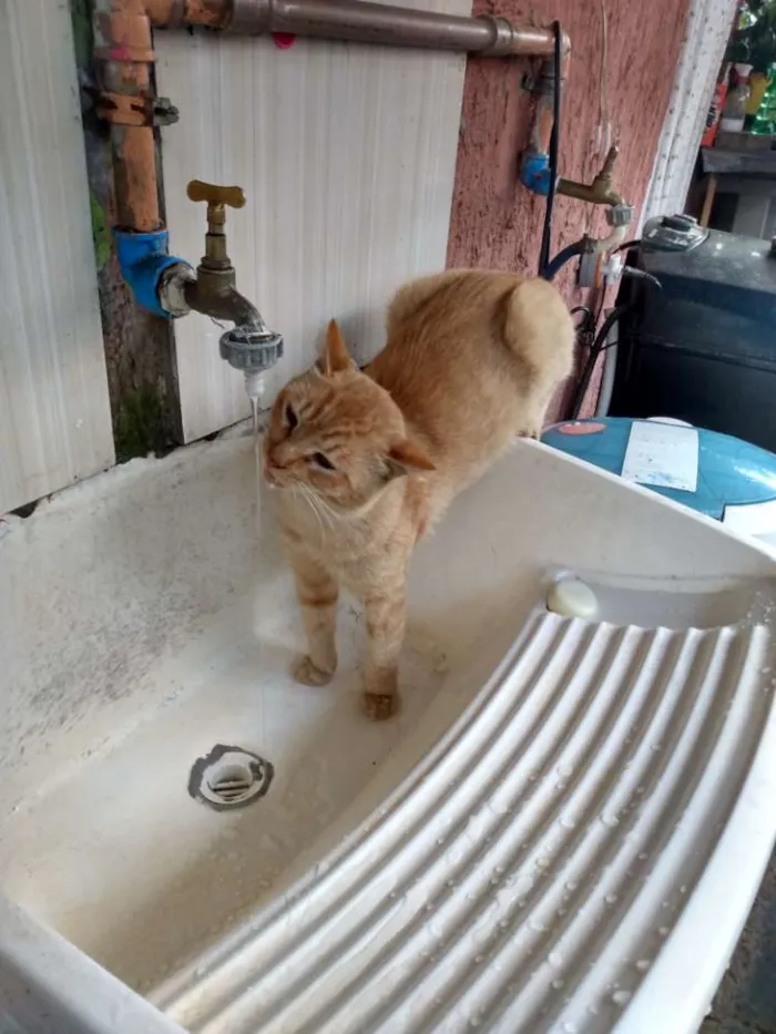 Gato ra a SRD idade 1 ano nome Alemão