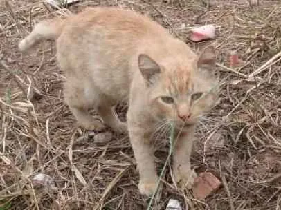 Gato ra a SRD idade 1 ano nome Alemão