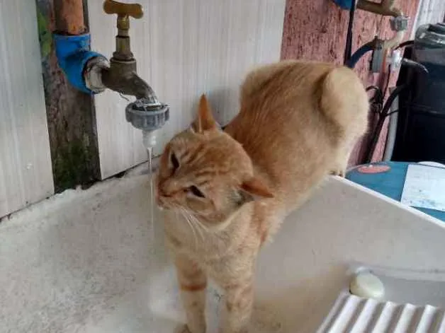 Gato ra a SRD idade 1 ano nome Alemão