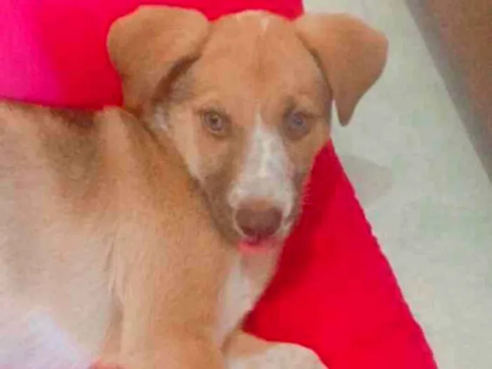 Cachorro ra a Raça não definida  idade 2 a 6 meses nome Mel