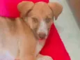 Mel