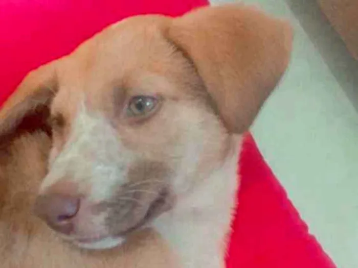 Cachorro ra a Raça não definida  idade 2 a 6 meses nome Mel