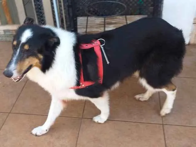 Cachorro ra a Boder collie  idade 5 anos nome Lassie