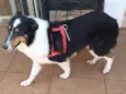 Lassie