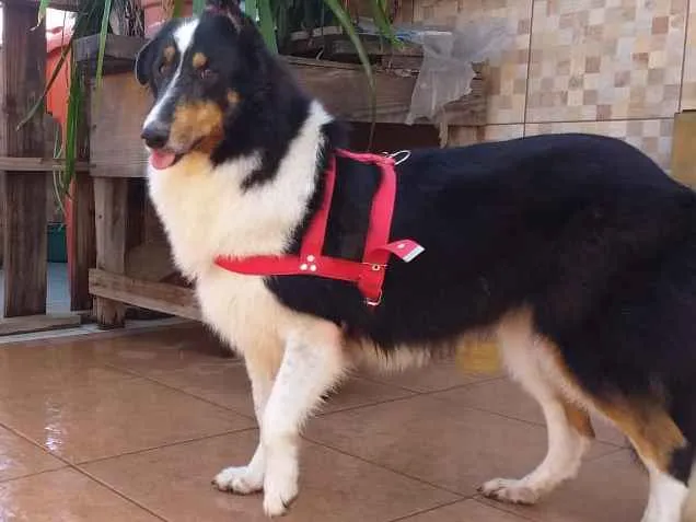 Cachorro ra a Boder collie  idade 5 anos nome Lassie