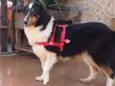 Lassie