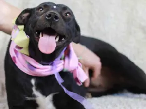 Cachorro raça SRD idade 2 anos nome Amora