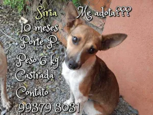 Cachorro raça SRD idade 7 a 11 meses nome Síria 