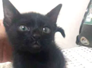 Gato raça SRD idade 2 a 6 meses nome Athena